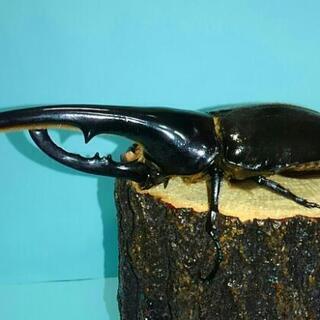 D･H･ヘラクレス‼150mm ペア‼