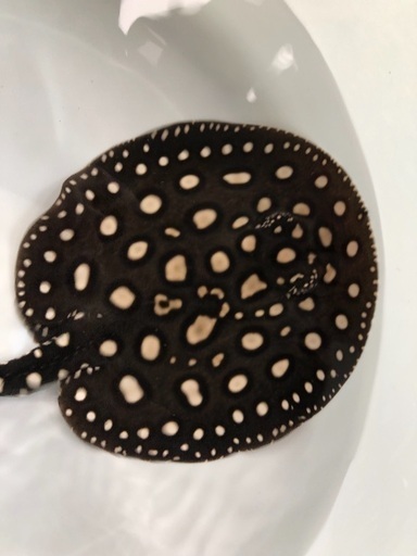 純血ダイヤモンドポルカ トップ ギャラ血統 