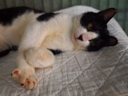 白黒ハチワレ猫1歳スタイル良い性格超よい甘えん坊さん ちぇりこ 大塚の猫の里親募集 ジモティー