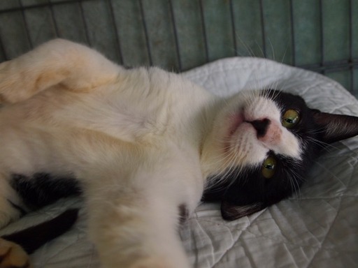 白黒ハチワレ猫1歳スタイル良い性格超よい甘えん坊さん ちぇりこ 大塚の猫の里親募集 ジモティー