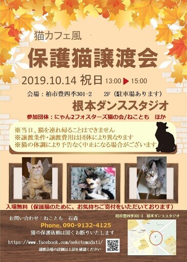 猫カフェ風保護猫譲渡会 ねことも 豊四季のその他のイベント参加者募集 無料掲載の掲示板 ジモティー 猫カフェ風保護猫譲渡会 ねことも 豊四季のその他のイベント参加者募集 無料掲載の掲示板 ジモティー