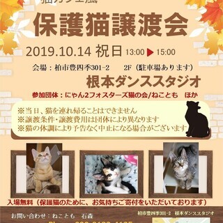 猫カフェ風　保護猫譲渡会　