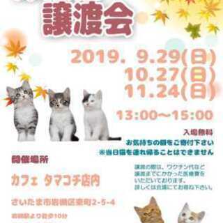 10/27　保護猫譲渡会　in　タマコチ