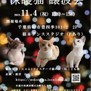 11/4（祝）　猫カフェ風　保護猫譲渡会