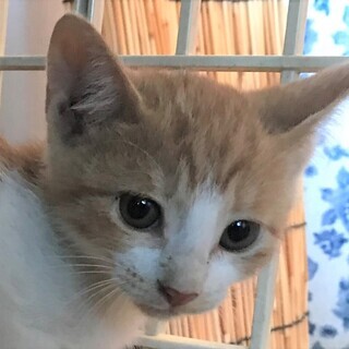 子猫薄いシロ茶1.5ヵ月
