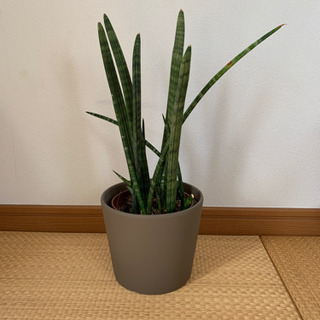 IKEAで買った観葉植物