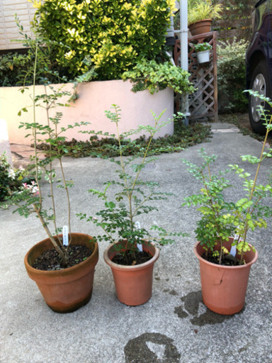 鉢植え シマトネリコ エゴノキ えりこ 上永谷のその他の中古あげます 譲ります ジモティーで不用品の処分