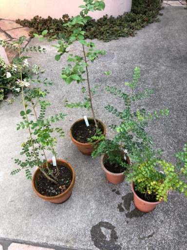 鉢植え シマトネリコ エゴノキ えりこ 上永谷のその他の中古あげます 譲ります ジモティーで不用品の処分