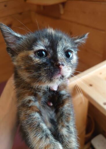 可愛いマンチカンの女の子あげます ねここ 安曇川の猫の里親募集 ジモティー