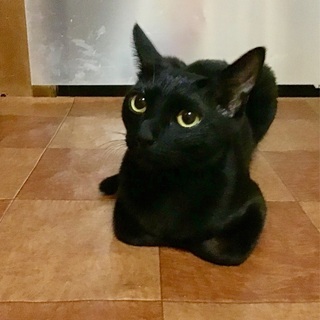 黒猫美少女 9カ月  - 札幌市