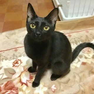 黒猫美少女 9カ月 の画像