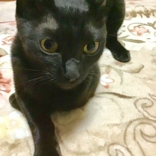 黒猫美少女 9カ月  - 猫