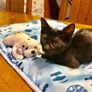 黒猫美少女 9カ月  − 北海道
