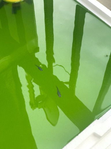 メダカ数種類+容器など一式(任意)大量