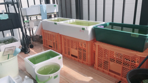 メダカ数種類+容器など一式(任意)大量