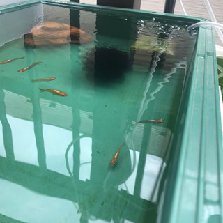 メダカ数種類+容器など一式(任意)大量