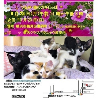 横浜　つるみ・猫のカギしっぽ譲渡会　第62回