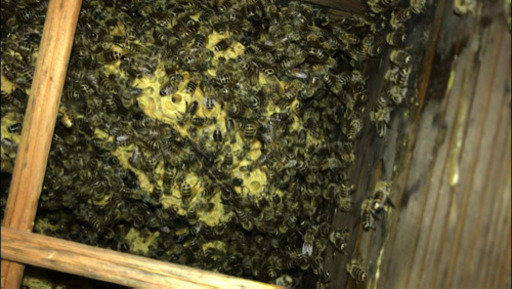日本ミツバチ 蜂蜜 希少 1kg越