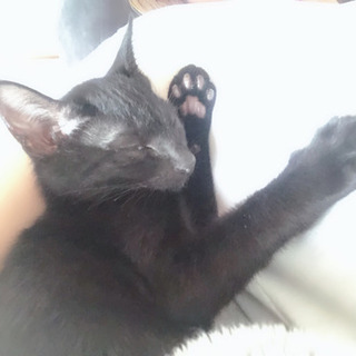 一歳未満の黒猫。♂