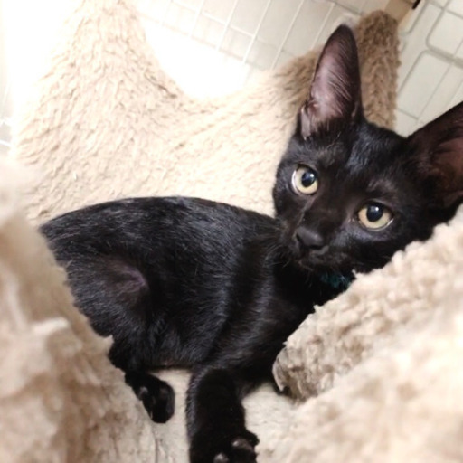 黒猫2ヶ月 ロコちゃん Ma Ko 山手の猫の里親募集 ジモティー