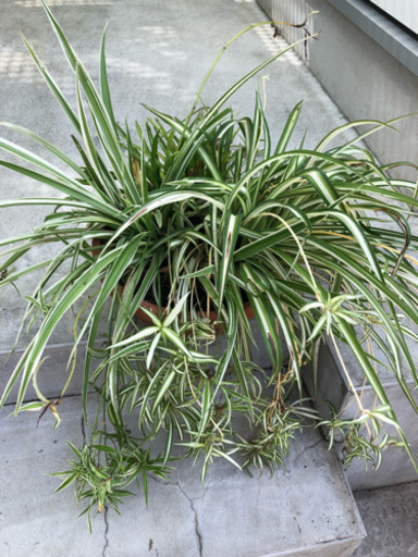 オリヅルラン 植木鉢 Momo 飛田給のその他の中古あげます 譲ります ジモティーで不用品の処分