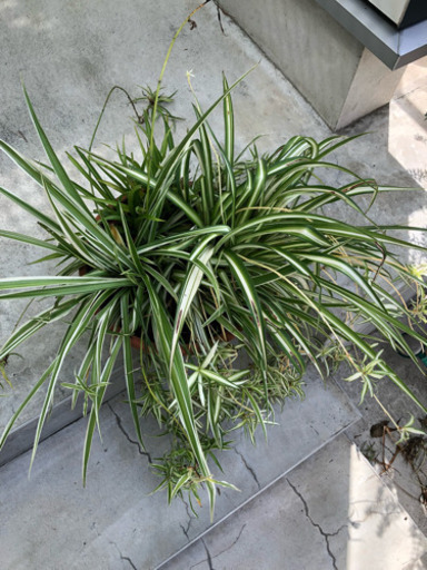 オリヅルラン 植木鉢 Momo 飛田給のその他の中古あげます 譲ります ジモティーで不用品の処分