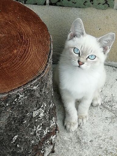 青い目の子猫 ヤナギー 河沼の猫の里親募集 ジモティー