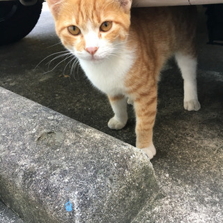 可愛い小さな茶トラの仔猫です − 香川県