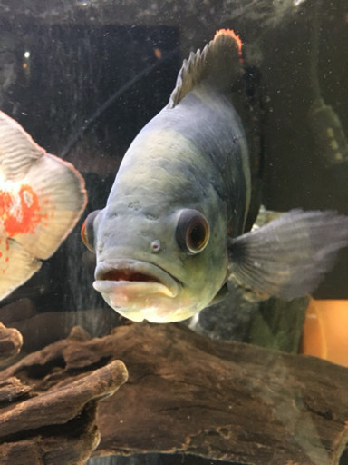 ブラジル産ワイルドオスカー、アルビノオスカー