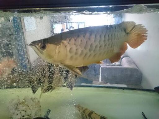 今月限定 NISSOガラス180の水槽 フルセット魚付き アロアナ 【公式通販】