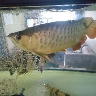 今月限定　NISSOガラス180の水槽　フルセット魚付き　アロアナ