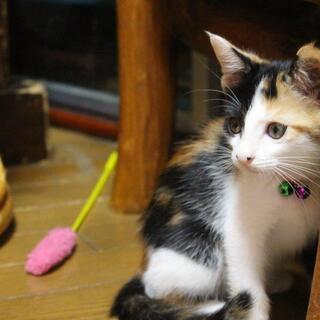 生後２か月可愛い三毛猫カ～ルちゃん − 兵庫県
