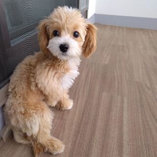 マルプー マルチーズ トイプードル ぼたん 仙台の犬の里親募集 ジモティー