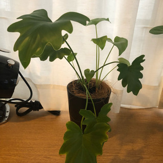 観葉植物 (モンステラ)