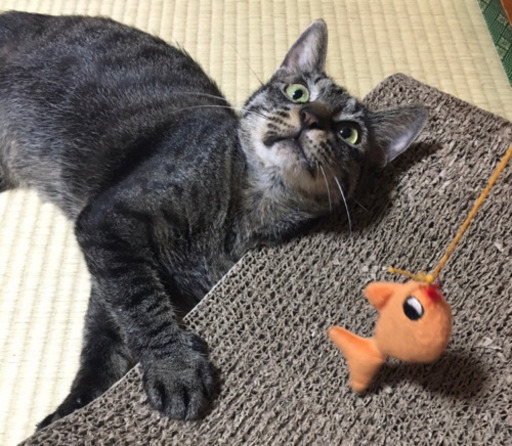 里親様決定 モデル体型の賢い美人猫 キジトラの甘えんぼキキちゃん B Le Lien 志木の猫の里親募集 ジモティー