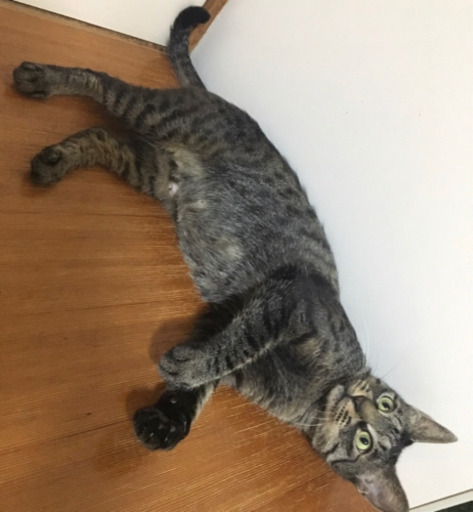 里親様決定 モデル体型の賢い美人猫 キジトラの甘えんぼキキちゃん B Le Lien 志木の猫の里親募集 ジモティー