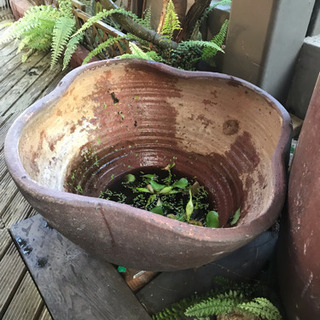 睡蓮鉢と水甕