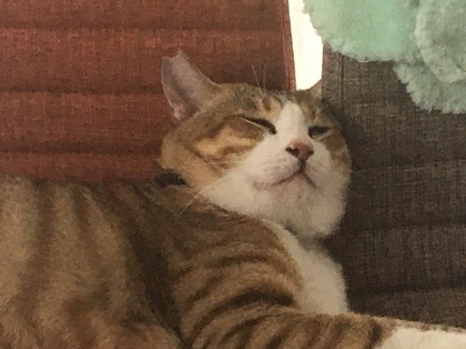 ちょっと偉そうな猫 かわちゃん 原の猫の里親募集 ジモティー ちょっと偉そうな猫 かわちゃん 原の猫の里親募集 ジモティー