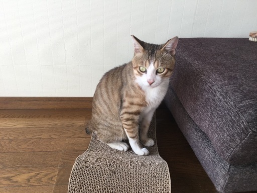 ちょっと偉そうな猫 かわちゃん 原の猫の里親募集 ジモティー ちょっと偉そうな猫 かわちゃん 原の猫の里親募集 ジモティー