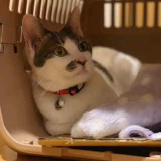 猫と一緒に獣医さんへのストレスの少ない旅行