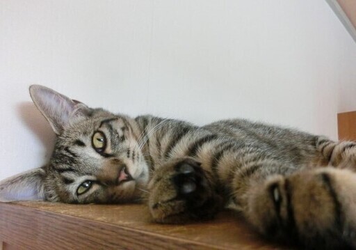 可愛い癒し系の猫ちゃんです 地域ねこの会西神 神戸の猫の里親募集 ジモティー