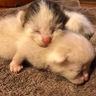 子猫2匹 （生後1カ月）