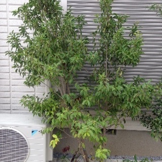 ソヨゴ2.0m〜2.5m 植栽 庭木 シンボルツリー