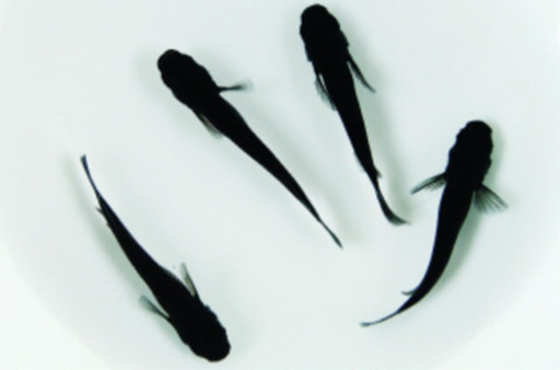 極黒オロチ メダカの有精卵15個お譲り致します すずちぃ 本八幡のその他の中古あげます 譲ります ジモティーで不用品の処分