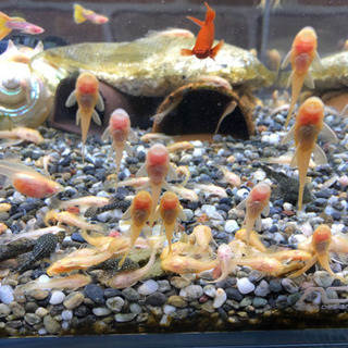 自家繁殖 アルビノブッシープレコ幼魚 20匹