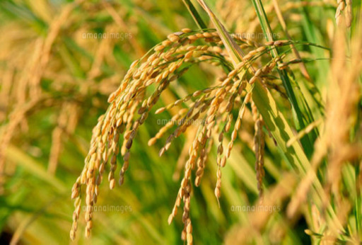 30kg 生産者直送 和歌山県産 無農薬★新米 キヌヒカリ 玄米 有機栽培 安心安全