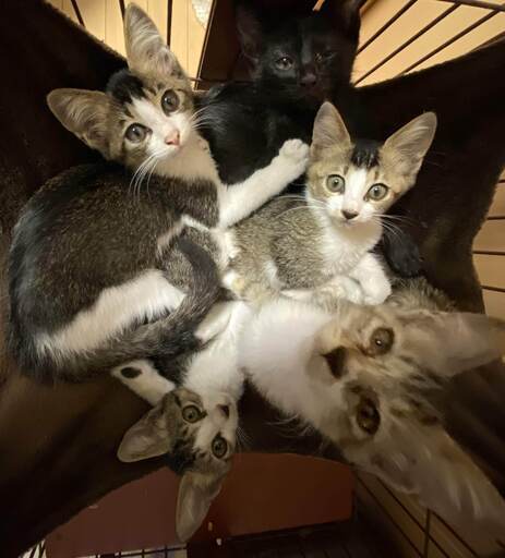 仲良し5兄弟クロ 2か月半くらい マー君 チーム平川 上益城の猫の里親募集 ジモティー 仲良し5兄弟クロ 2か月半くらい マー君 チーム平川 上益城の猫の里親募集 ジモティー