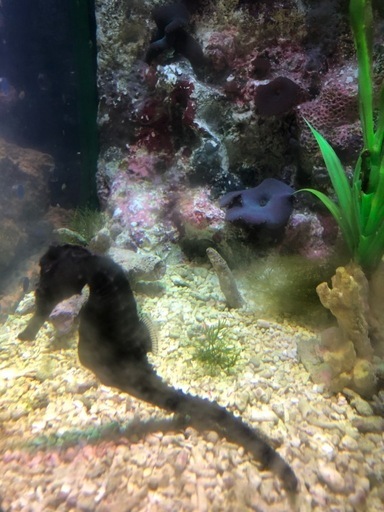 海水魚 特大クロウミウマペア13cm以上飼育簡単 ソフトコーラルと交換可能 通天閣 大阪のその他の中古あげます 譲ります ジモティーで不用品の処分 海水魚 特大クロウミウマペア13cm以上飼育簡単 ソフトコーラルと交換可能 通天閣 大阪のその他の中古あげます 譲ります ジモティーで不用品の処分
