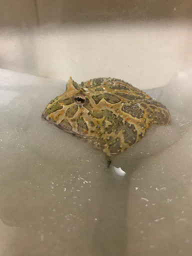 体色が色々変わるクランウェルツノガエル カエル 高鷲のその他の中古あげます 譲ります ジモティーで不用品の処分