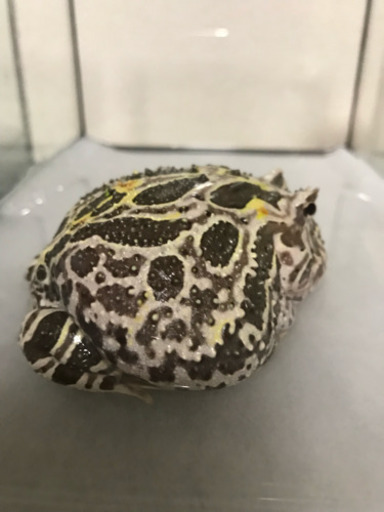 体色が色々変わるクランウェルツノガエル カエル 高鷲のその他の中古あげます 譲ります ジモティーで不用品の処分